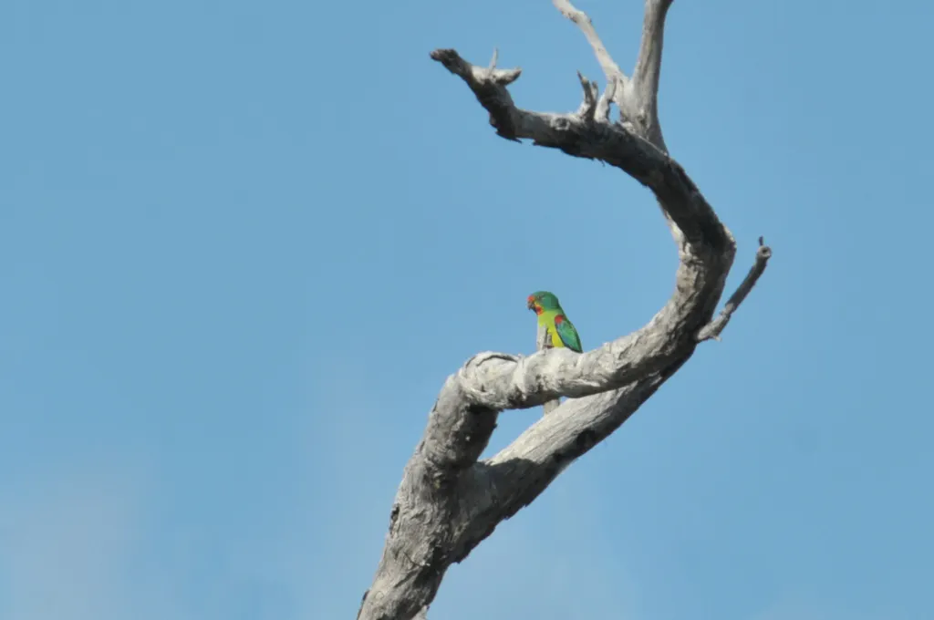 红尾绿鹦鹉(Lathamus discolor)
