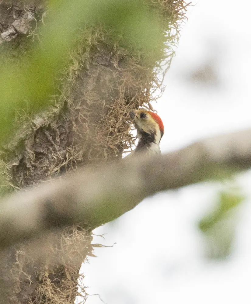 黄冠斑啄木鸟(Leiopicus mahrattensis)