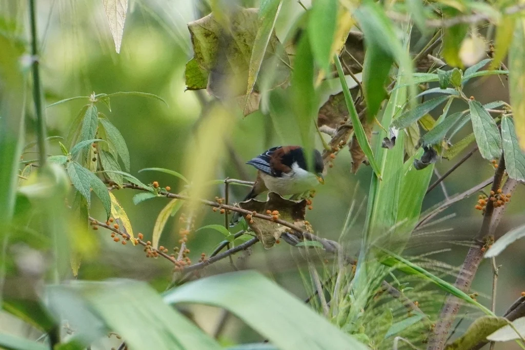栗背奇鹛(Leioptila annectens)