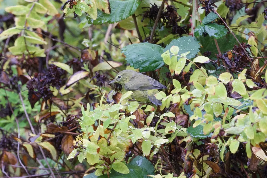 橙冠虫森莺(Leiothlypis celata)