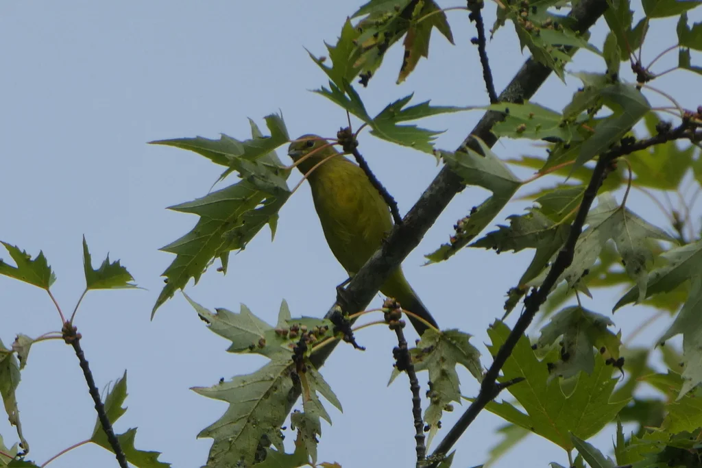 橙冠虫森莺(Leiothlypis celata)