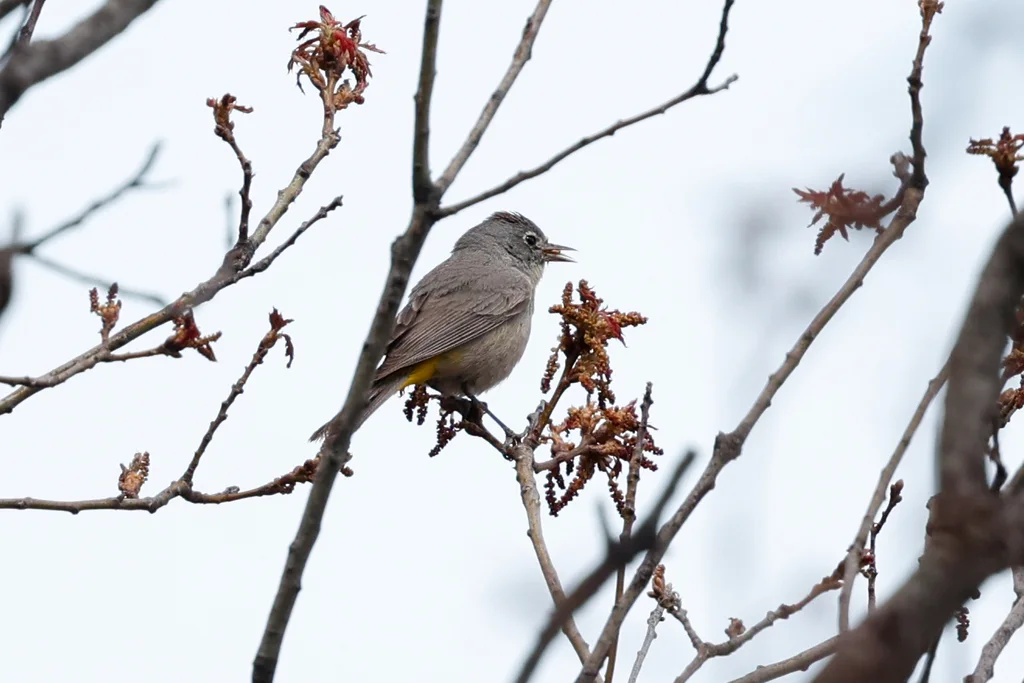 黄腰虫森莺(Leiothlypis crissalis)