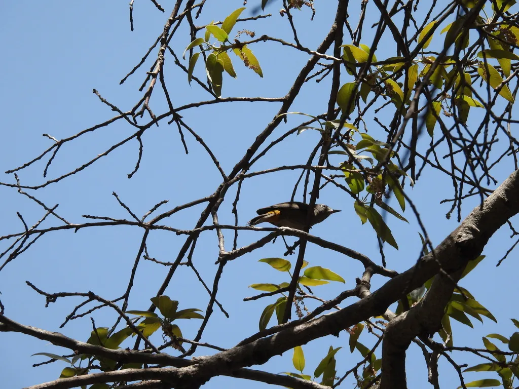 黄腰虫森莺(Leiothlypis crissalis)