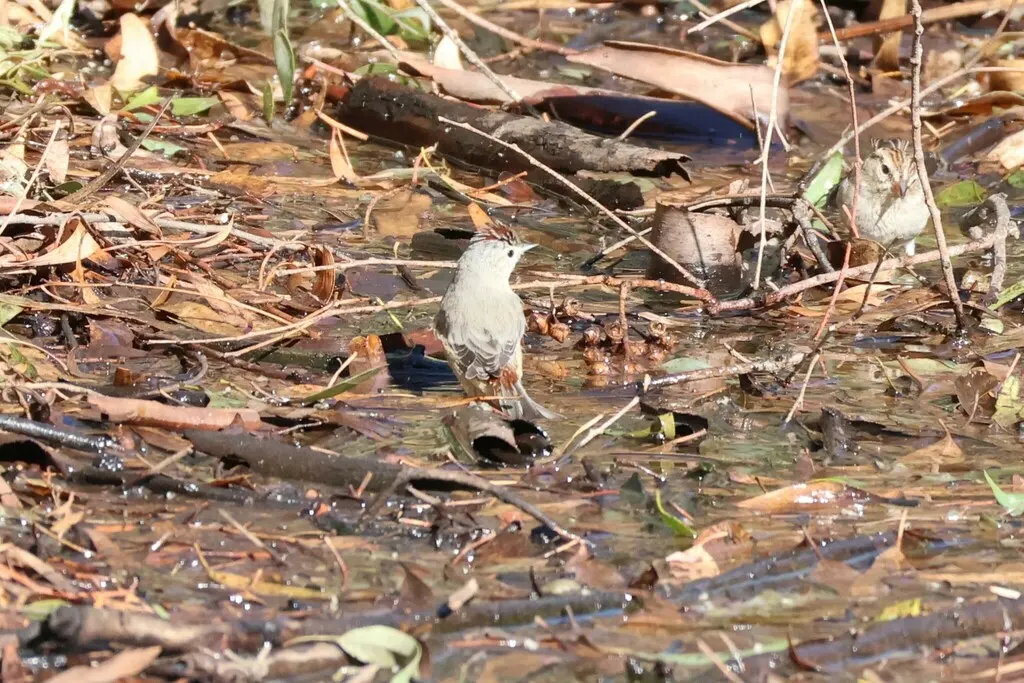 赤腰虫森莺(Leiothlypis luciae)