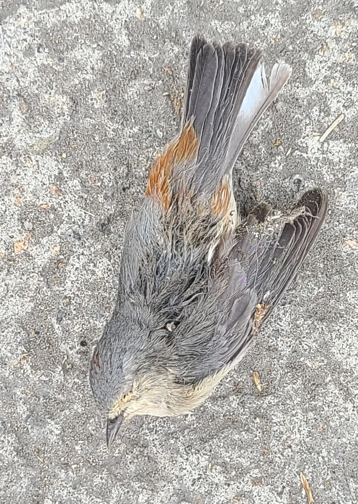 赤腰虫森莺(Leiothlypis luciae)