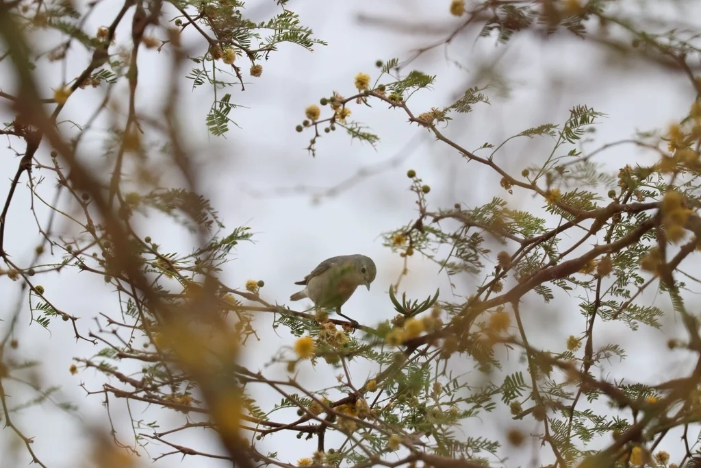赤腰虫森莺(Leiothlypis luciae)