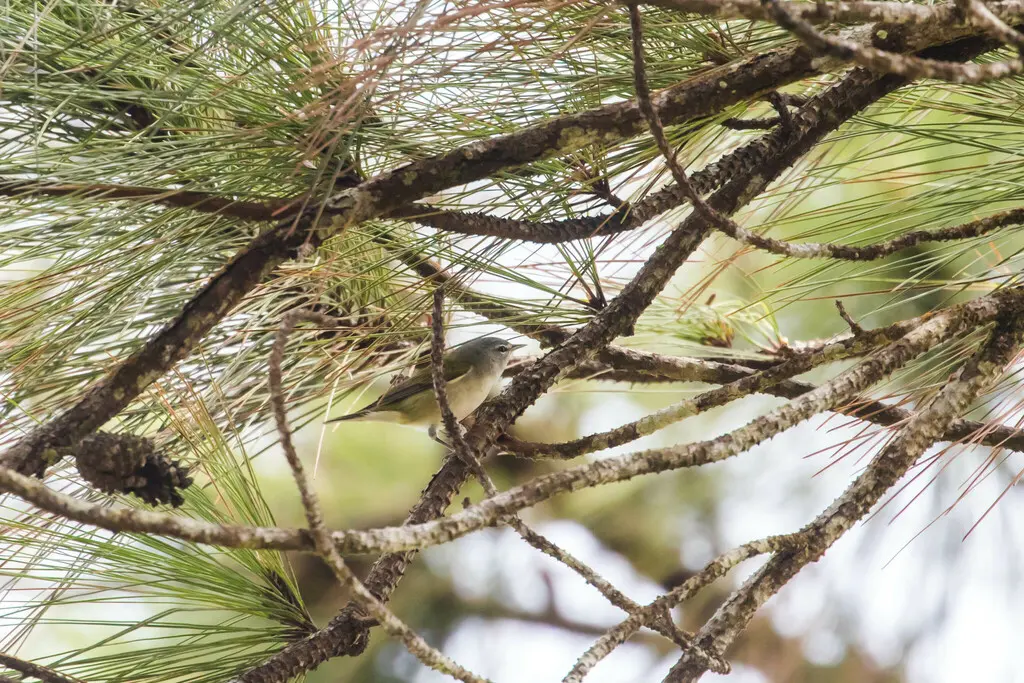 灰冠虫森莺(Leiothlypis peregrina)