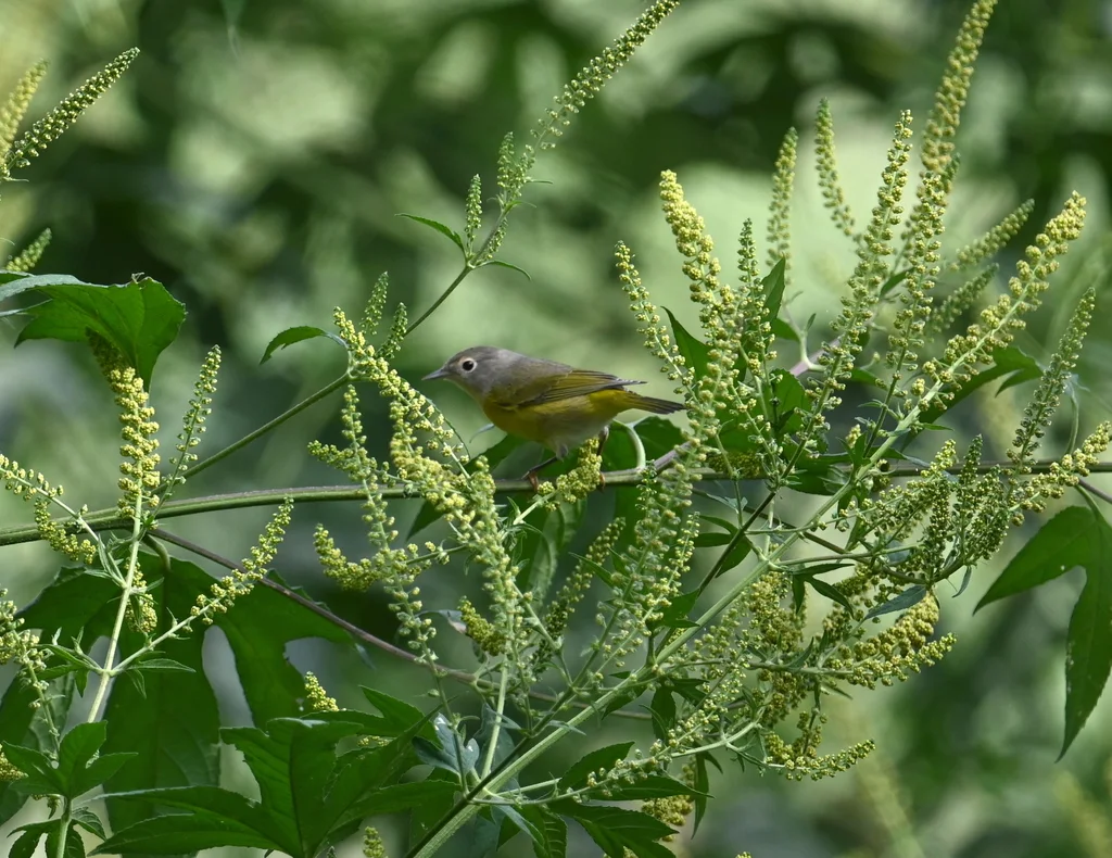 黄喉虫森莺(Leiothlypis ruficapilla)
