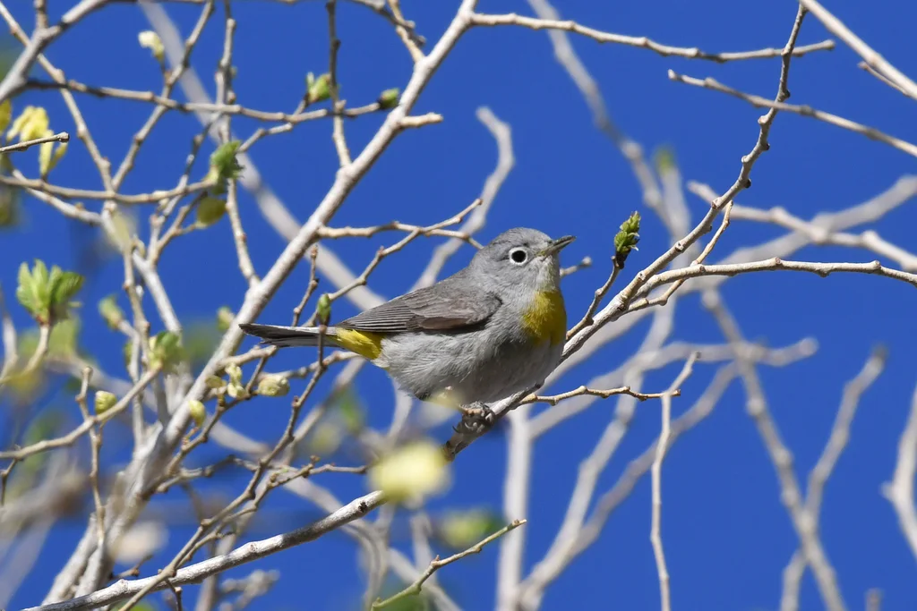 黄胸虫森莺(Leiothlypis virginiae)