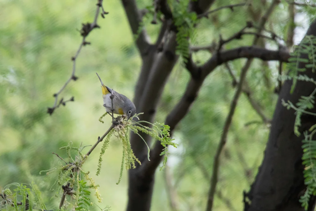 黄胸虫森莺(Leiothlypis virginiae)