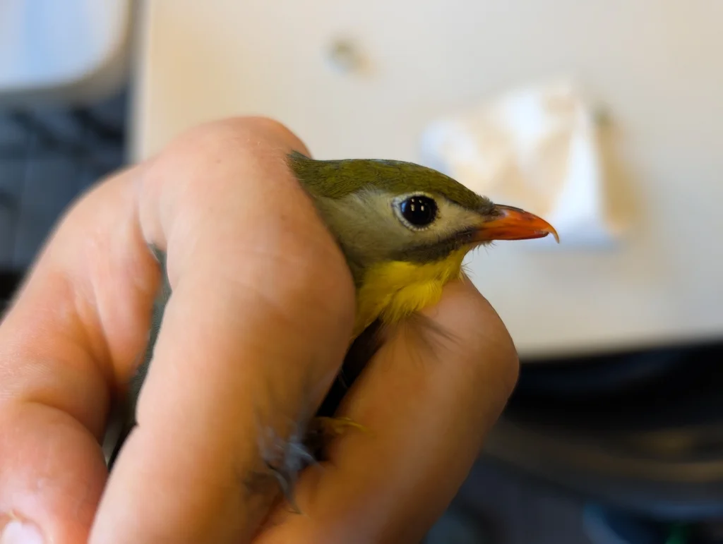 红嘴相思鸟(Leiothrix lutea)