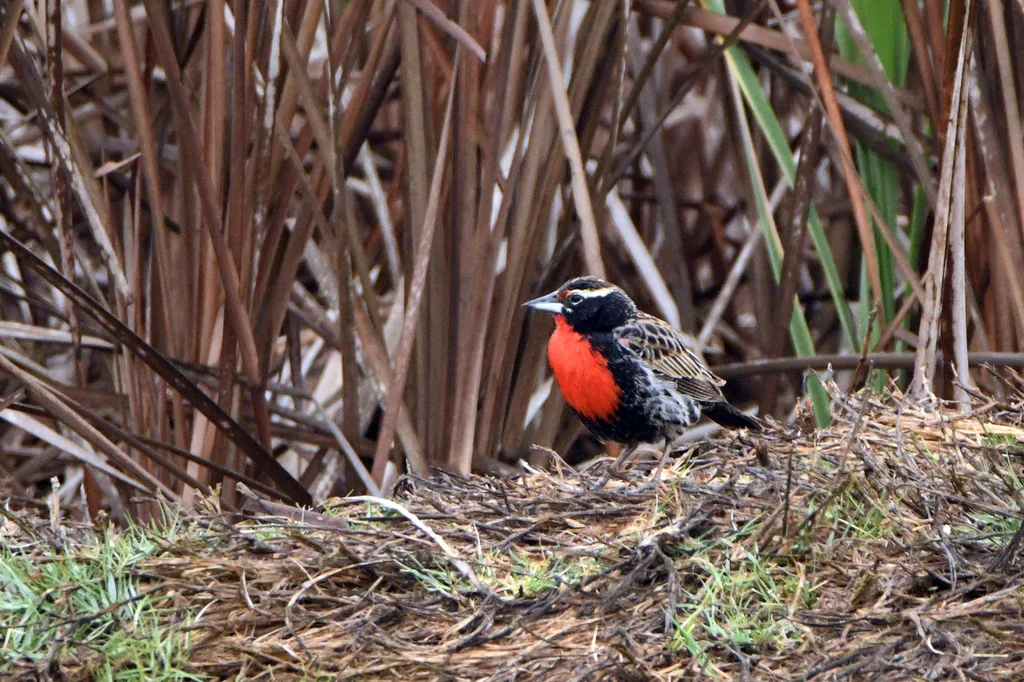 红胸草地鹨（Leistes bellicosus）
