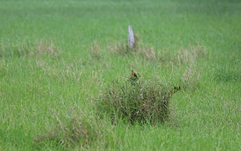 红胸草地鹨（Leistes bellicosus）
