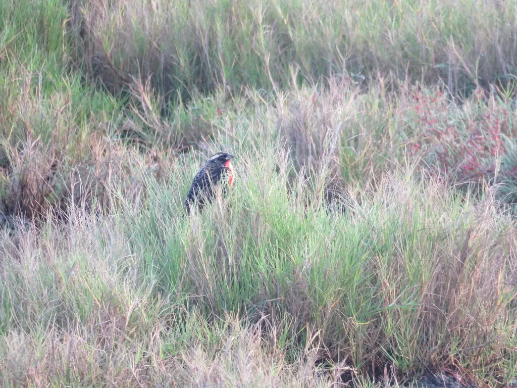 白眉草地鹨(Leistes superciliaris)
