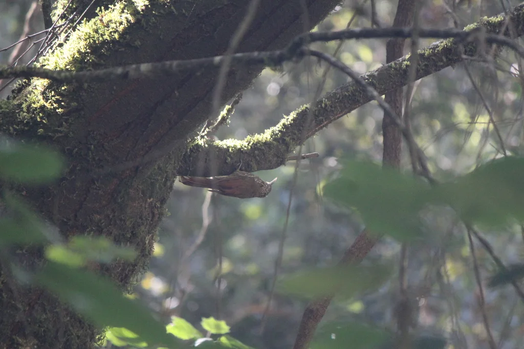 斑顶䴕雀(Lepidocolaptes affinis)