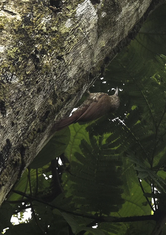 线纹䴕雀(Lepidocolaptes albolineatus)