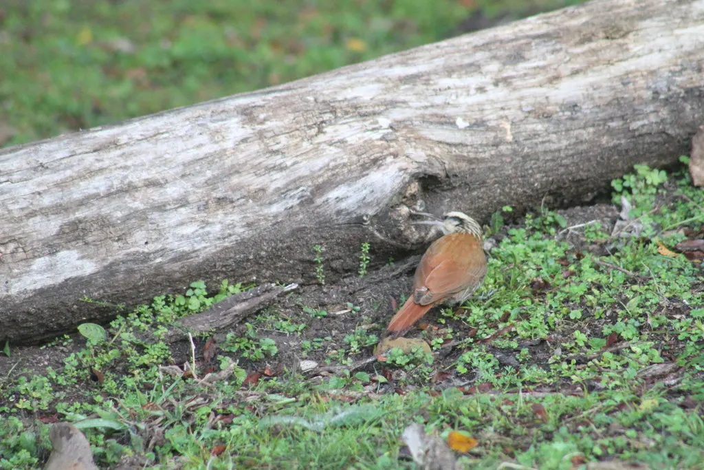 窄嘴䴕雀(Lepidocolaptes angustirostris)