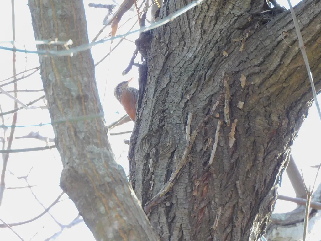窄嘴䴕雀(Lepidocolaptes angustirostris)
