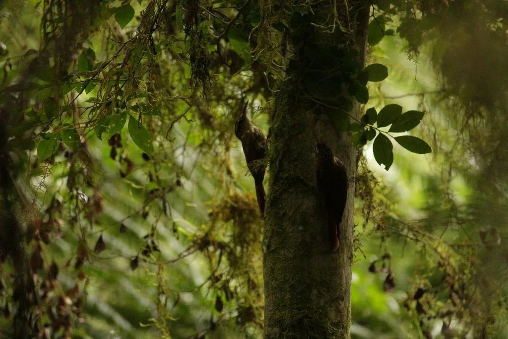 扇形䴕雀(Lepidocolaptes falcinellus)