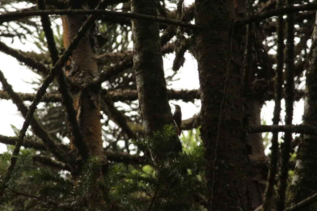 扇形䴕雀(Lepidocolaptes falcinellus)
