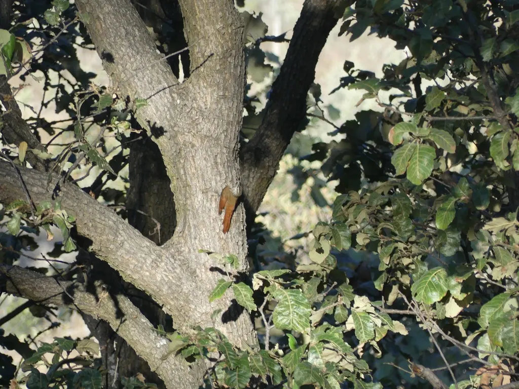 白纹䴕雀(Lepidocolaptes leucogaster)