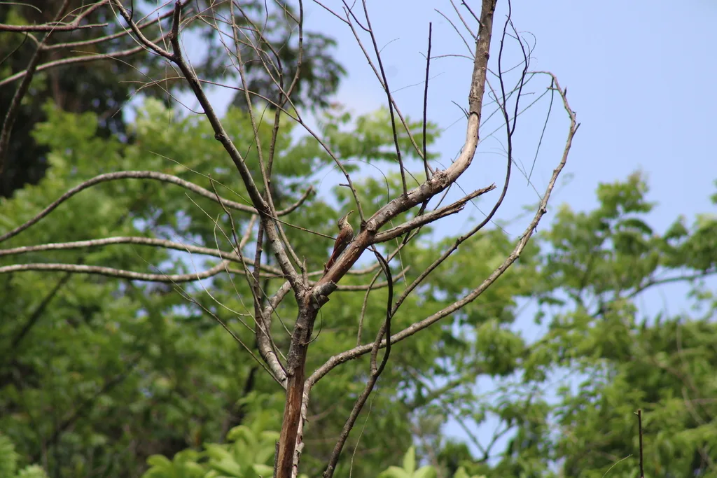 纹头䴕雀(Lepidocolaptes souleyetii)