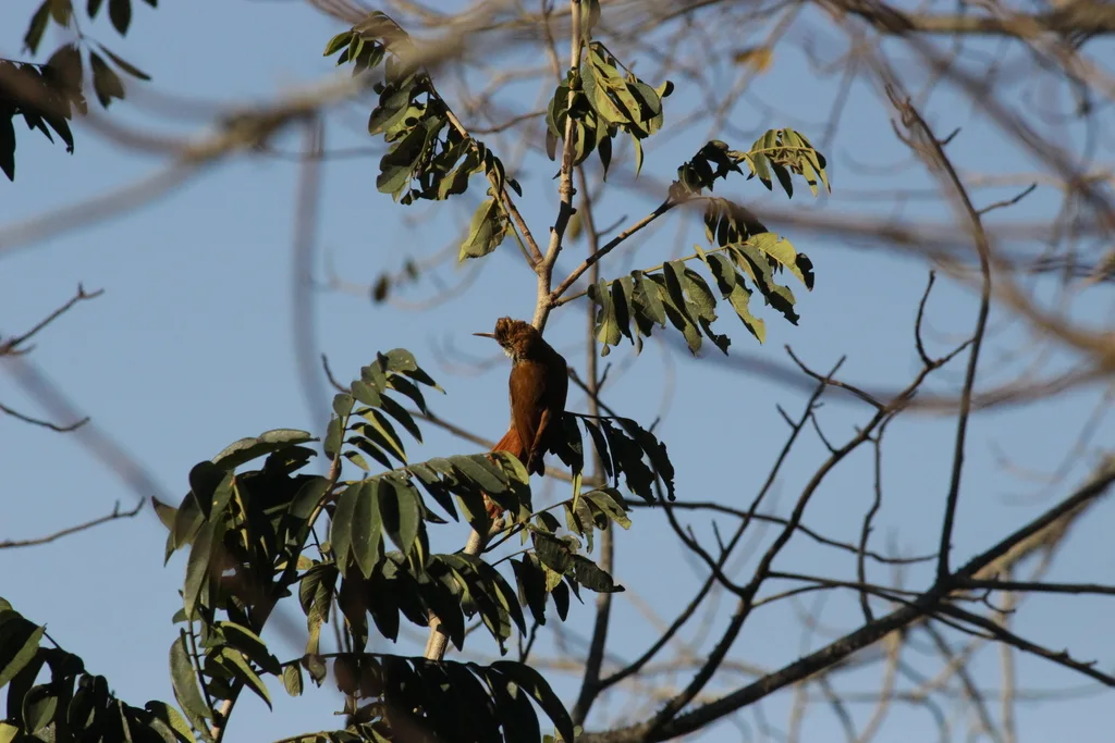 鳞斑䴕雀(Lepidocolaptes squamatus)