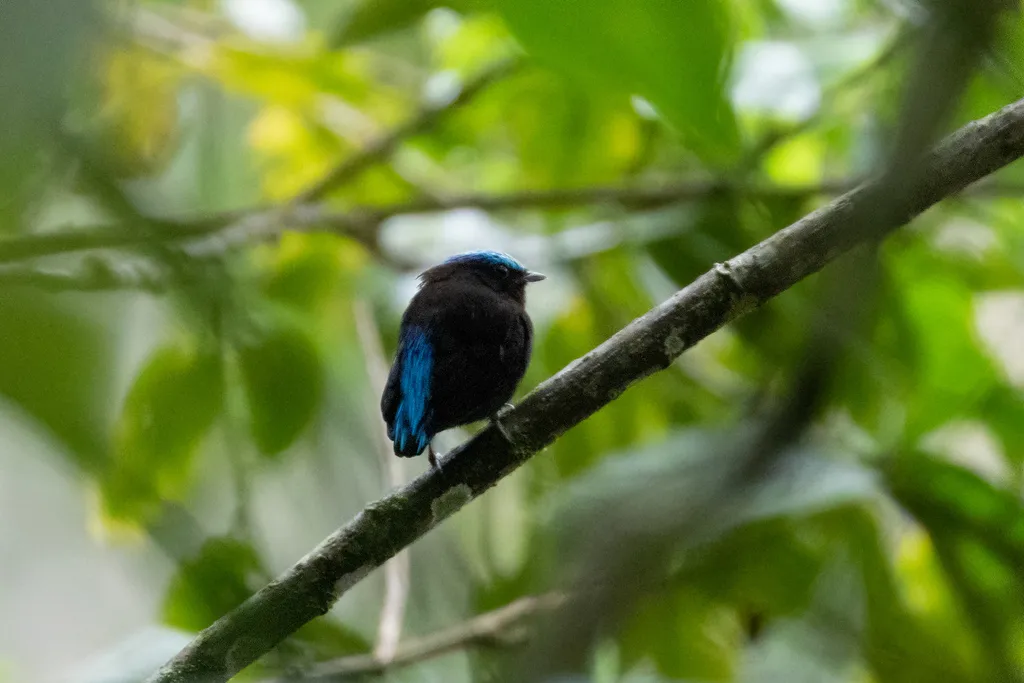 蓝头娇鹟(Lepidothrix coeruleocapilla)