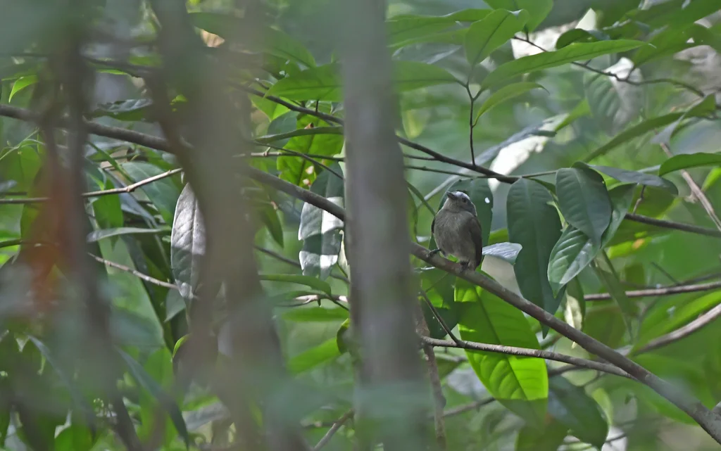 乳白冠娇鹟(Lepidothrix iris)