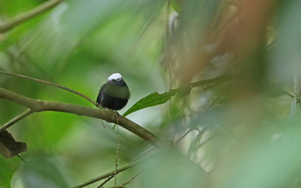 蓝腰娇鹟(Lepidothrix isidorei)