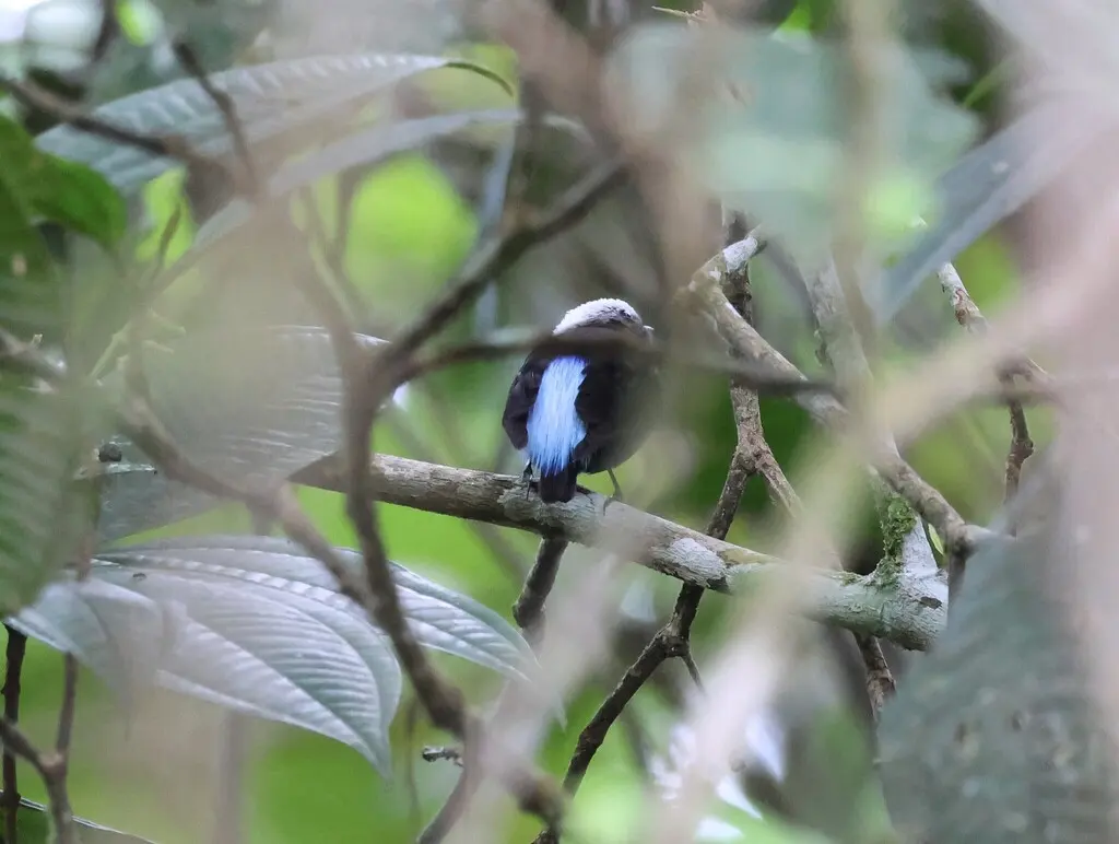 蓝腰娇鹟(Lepidothrix isidorei)