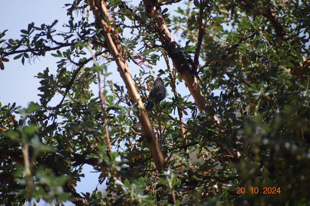 锈顶针尾雀(Leptasthenura pileata)