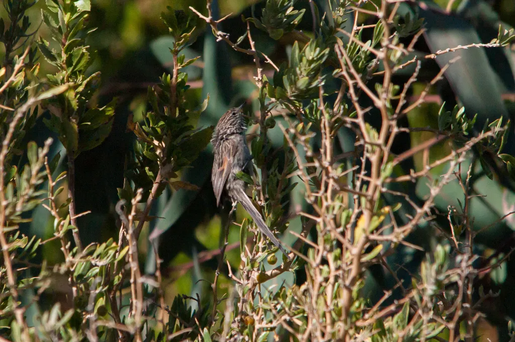 纹针尾雀（Leptasthenura striata）