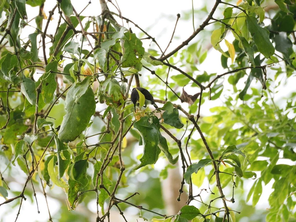 黑花蜜鸟(Leptocoma aspasia)