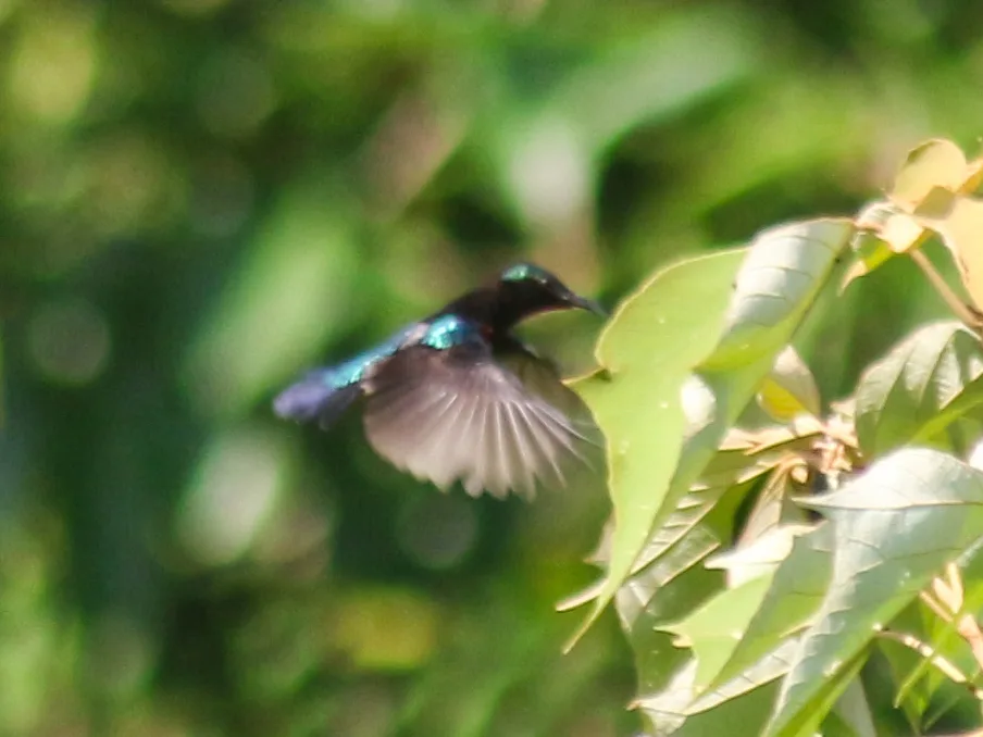 蓝肩花蜜鸟(Leptocoma brasiliana)