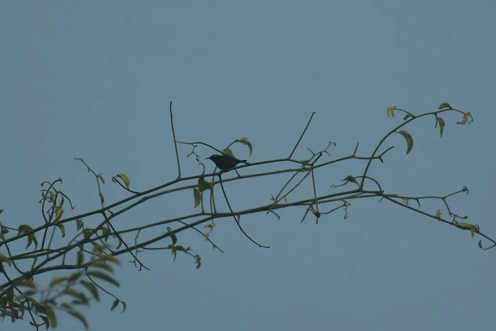 蓝肩花蜜鸟(Leptocoma brasiliana)