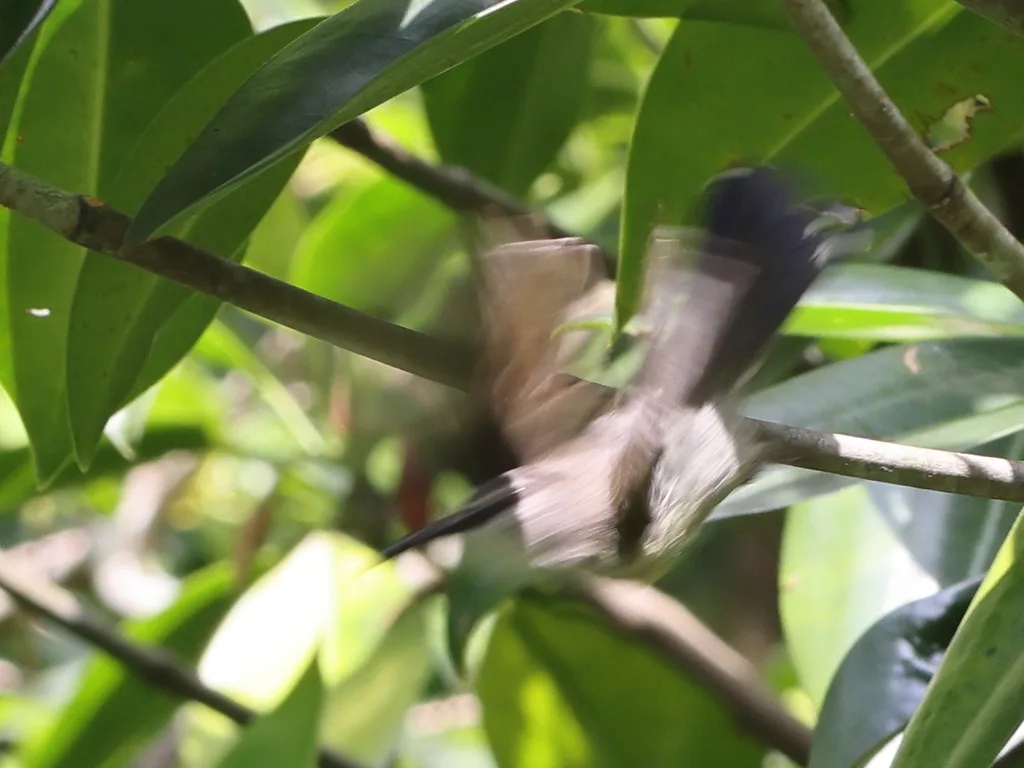 铜喉花蜜鸟(Leptocoma calcostetha)