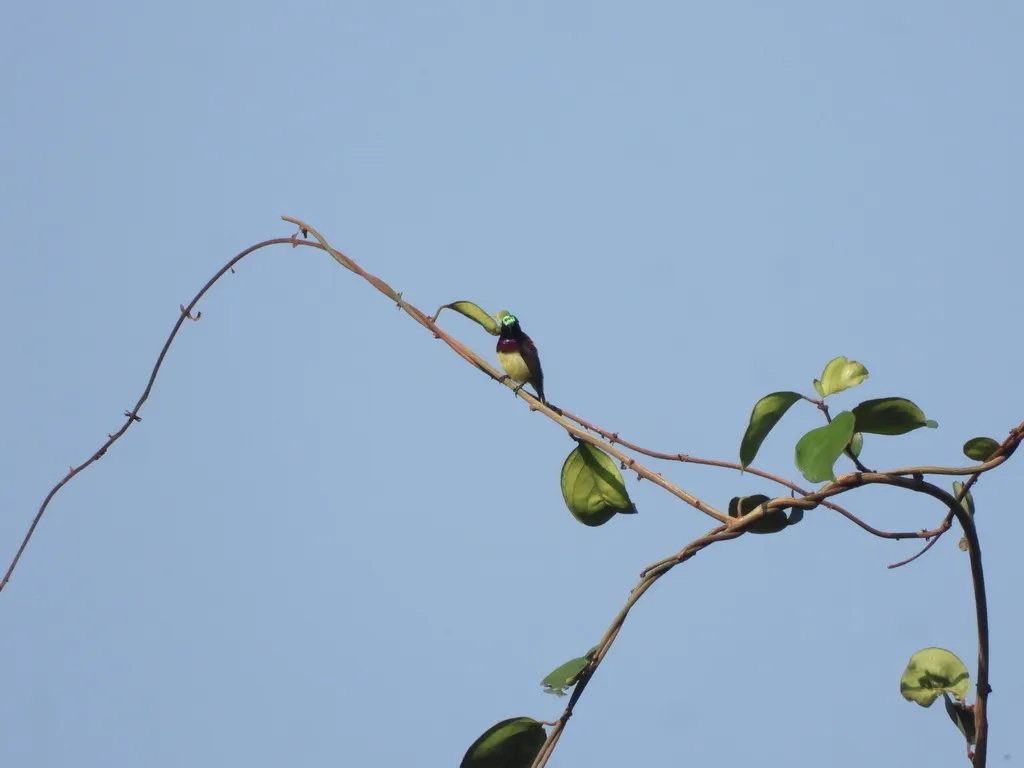 小花蜜鸟(Leptocoma minima)