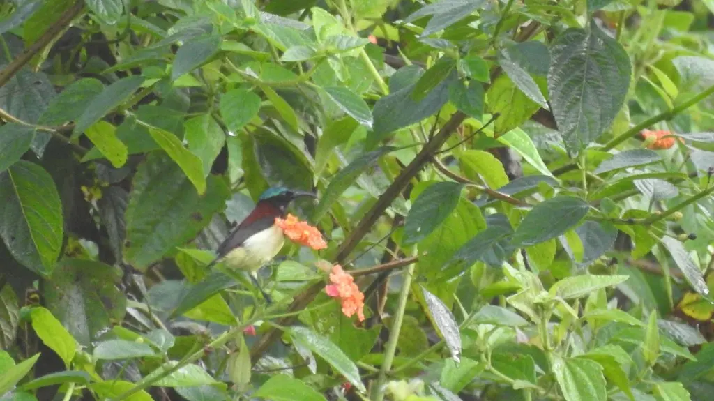 小花蜜鸟(Leptocoma minima)