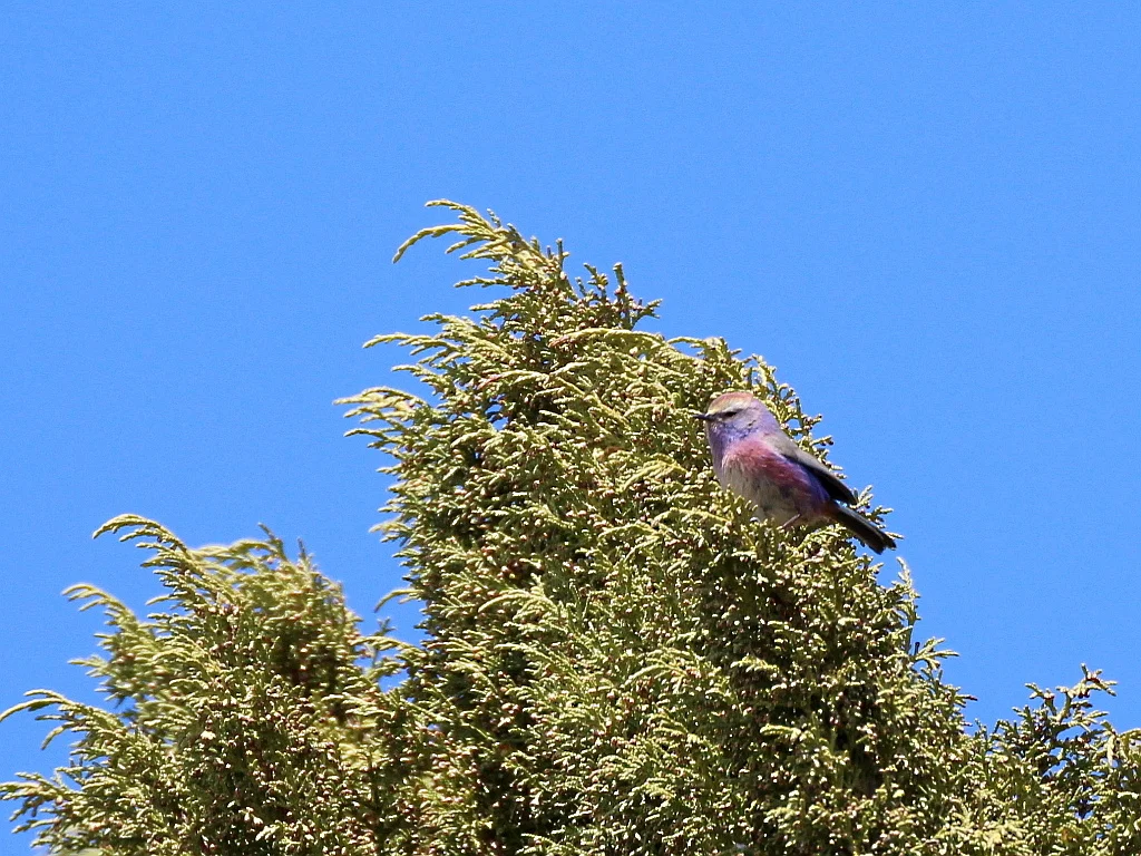花彩雀莺(Leptopoecile sophiae)