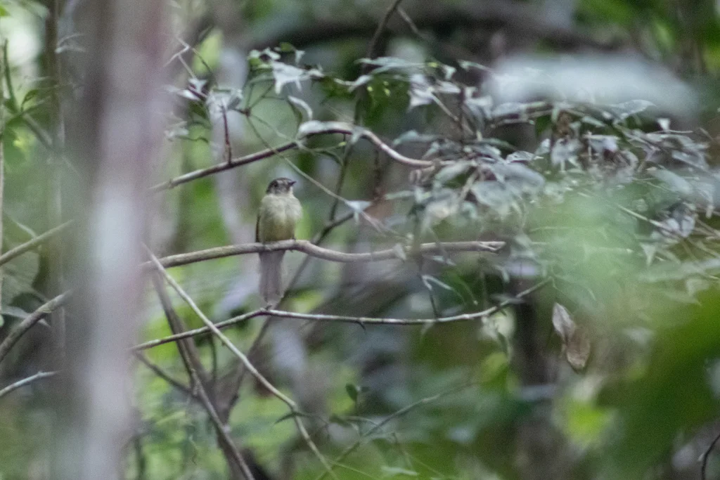 棕顶窄嘴霸鹟(Leptopogon amaurocephalus)