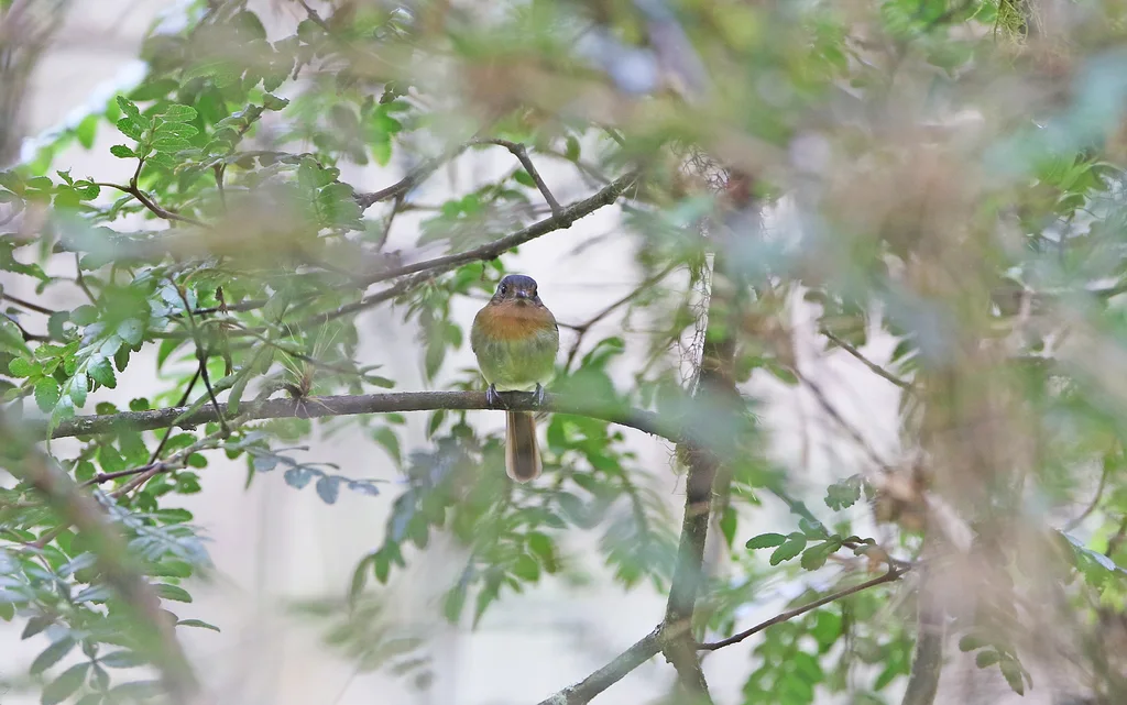 棕胸窄嘴霸鹟(Leptopogon rufipectus)