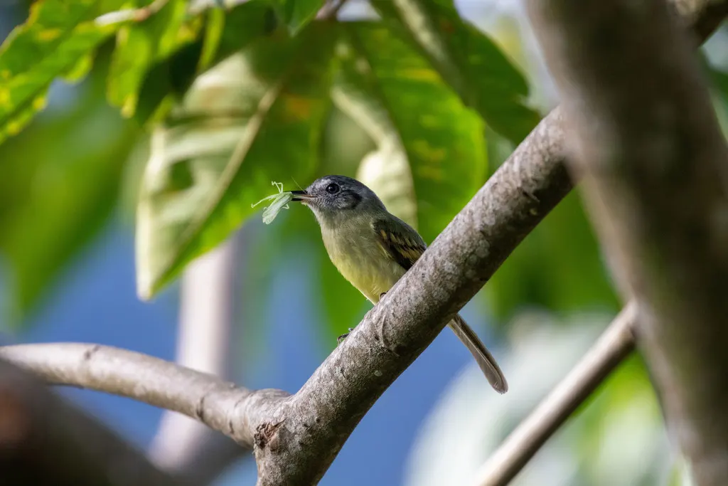 灰顶窄嘴霸鹟(Leptopogon superciliaris)