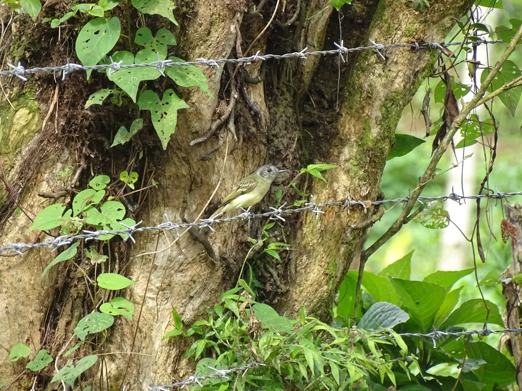 灰顶窄嘴霸鹟(Leptopogon superciliaris)