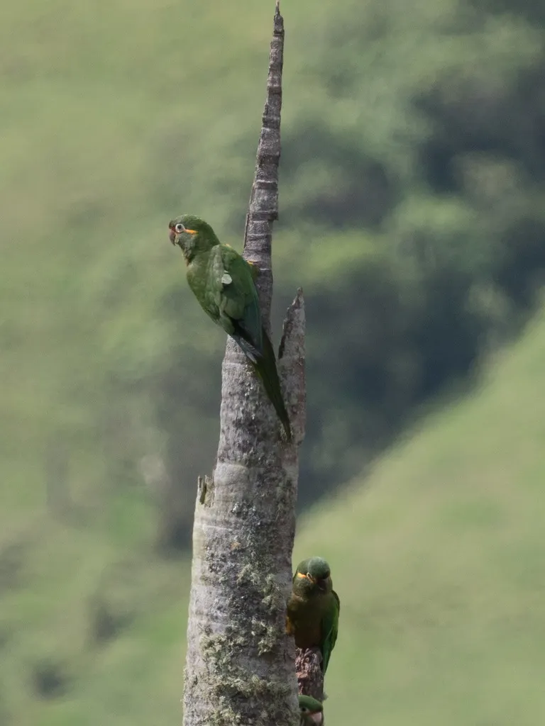 金羽鹦哥(Leptosittaca branickii)