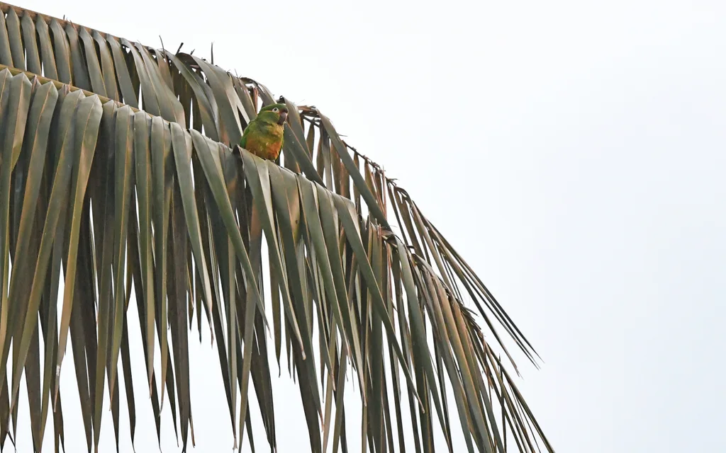 金羽鹦哥(Leptosittaca branickii)