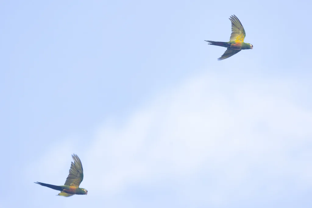 金羽鹦哥(Leptosittaca branickii)