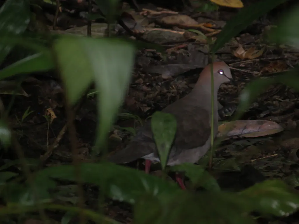 灰胸棕翅鸠(Leptotila cassinii)