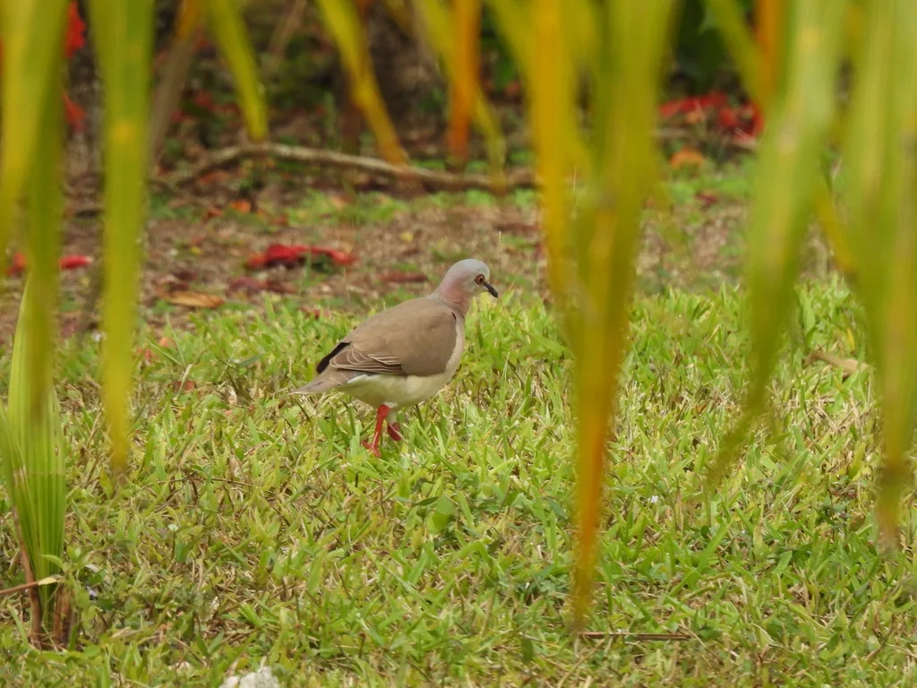 白腹棕翅鸠(Leptotila jamaicensis)