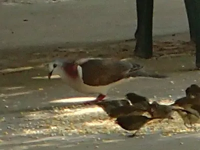 白腹棕翅鸠(Leptotila jamaicensis)